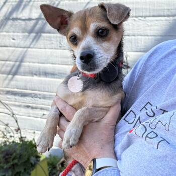 Chiweenie Dogs Available for Adoption - Chase Holden | PetCurious