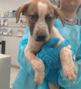 A478952 -  Australian Cattle Dog Blue Heeler Dog for Adoption in Oklahoma City, Oklahoma - A478952 | PetCurious