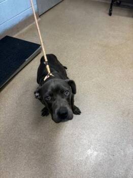 Duddle -  Mixed Breed Dog for Adoption in Chamblee, Georgia - Duddle | PetCurious