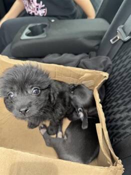JONI -  Terrier Dog for Adoption in San Antonio, Texas - JONI | PetCurious