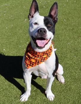 Rescue Mixed Breed Dogs for Adoption in Athens, Georgia - Milky Way | PetCurious