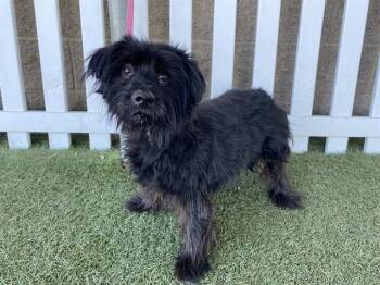 Yorkshire Terrier and Mixed Breed Dogs Available for Adoption in Modesto, California - BUBBA | PetCurious