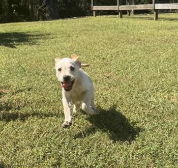 Spud -  Labrador Retriever Dog for Adoption in Vicksburg, Mississippi - Spud | PetCurious