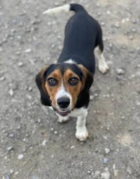 Beagle and Basset Hound Dogs Available for Adoption in Silsbee, Texas - Aster | PetCurious