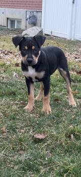 Rottweiler and Pit Bull Terrier Dogs Available for Adoption - Charlie Baby | PetCurious