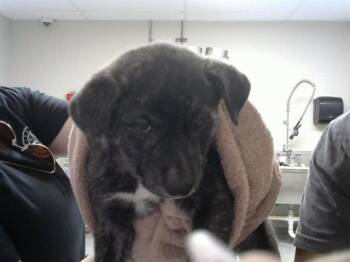 American Staffordshire Terrier and Mixed Breed Dogs Available for Adoption - WREN | PetCurious