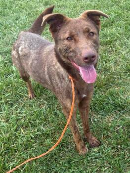 Rescue Collie and Labrador Retriever Dogs for Adoption in Washington Court House, Ohio - Penny | PetCurious