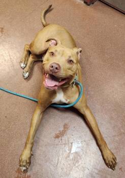 Rescue Pit Bull Terrier Dogs for Adoption in Oakland, California - Kai | PetCurious