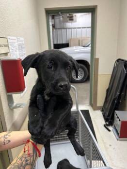 Ramone -  Black Labrador Retriever Dog for Adoption in Hobbs, New Mexico - Ramone | PetCurious