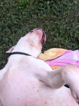 Stout -  Pit Bull Terrier Dog for Adoption in Greenfield, Indiana - Stout | PetCurious