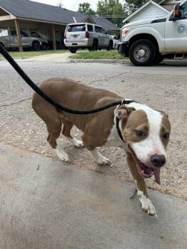 NIMWAY -  Pit Bull Terrier and Mixed Breed Dog for Adoption in Oklahoma City, Oklahoma - NIMWAY | PetCurious