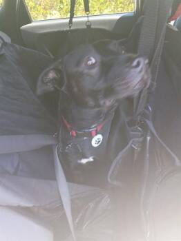 American Staffordshire Terrier Dogs Available for Adoption in Fort Lauderdale, Florida - BAXTER | PetCurious