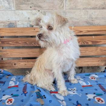 Star -  Terrier and Maltese Dog for Adoption in Chico, California - Star | PetCurious