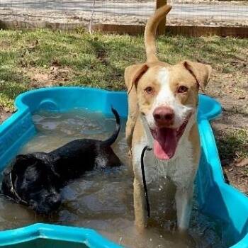 JJ Ryder a Straight Up Dude Dog -  Labrador Retriever and American Staffordshire Terrier Dog for Adoption in Friendswood, Texas - JJ Ryder A Straight Up Dude Dog | PetCurious