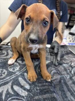 OPTIMUS PRIME -  German Shepherd Dog and Mixed Breed Dog Available for Adoption in Norco, California - OPTIMUS PRIME | PetCurious
