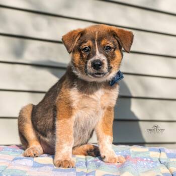Bruno -  Australian Shepherd and Mixed Breed Dog for Adoption in Cincinnati, Ohio - Bruno | PetCurious