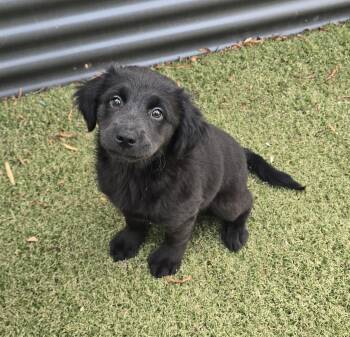 Sable -  Labrador Retriever and Golden Retriever Dog for Adoption in Apache Junction, Arizona - Sable | PetCurious