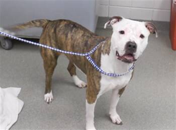 Boxer and Mixed Breed Dogs Available for Adoption in Omaha, Nebraska - HENNY | PetCurious