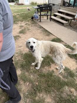 Rescue Great Pyrenees Dogs for Adoption in Lancaster, Kentucky - Bonnie | PetCurious