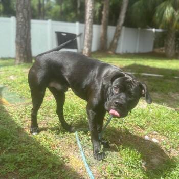 Rex -  Mixed Breed Dog for Adoption - Rex | PetCurious