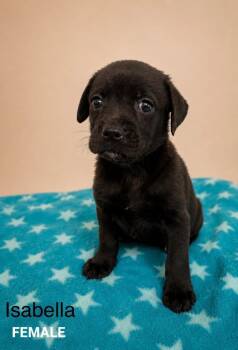 Isabella -  Mixed Breed Dog for Adoption in St. Augustine, Florida - Isabella | PetCurious