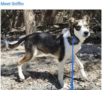 Griffin -  Siberian Husky Dog for Adoption in Salt Lake City, Utah - Griffin | PetCurious