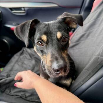 Miniature Pinscher and Dachshund Dogs Available for Adoption - Willy | PetCurious
