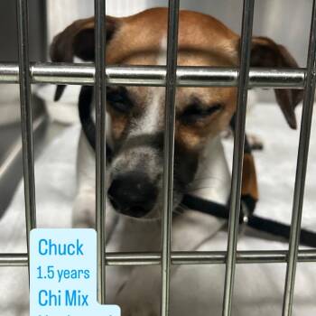 Chuck -  Chihuahua Dog for Adoption in Tampa, Florida - Chuck | PetCurious