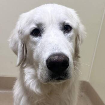 Cobble -  Great Pyrenees Dog for Adoption in Walnut Creek, California - Cobble | PetCurious