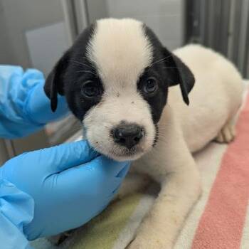 Buddha -  Mixed Breed Dog for Adoption in West Palm Beach, Florida - Buddha | PetCurious