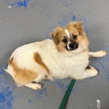 D26-056 Squirt -  Pomeranian and Mixed Breed Dog for Adoption - D26-056 Squirt | PetCurious