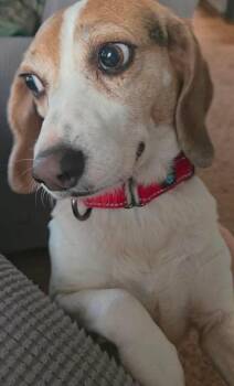 Beagle Dogs Available for Adoption in Mount Bethel, Pennsylvania - Molly | PetCurious