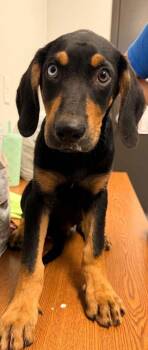 Tj -  Hound and Mixed Breed Dog for Adoption in Bowling Green, Kentucky - Tj | PetCurious