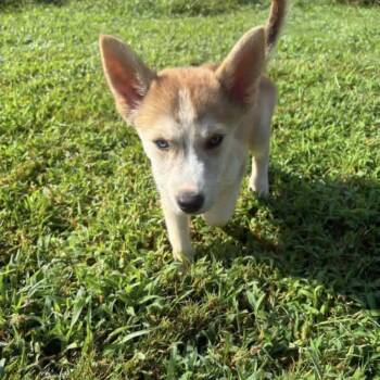 Joleen -  Husky Dog for Adoption in Warrior, Alabama - Joleen | PetCurious