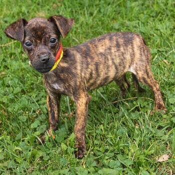 Snickers -  Chihuahua Dog for Adoption in Arlington Heights, Illinois - Snickers | PetCurious