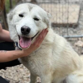 Husky and Mixed Breed Dogs Available for Adoption in Falls Church, Virginia - Alpha | PetCurious