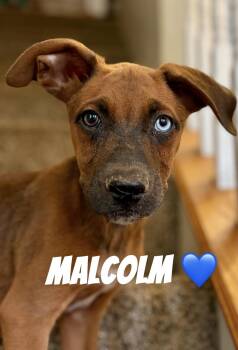 Malcolm -  German Shepherd Dog and Belgian Shepherd Malinois Dog for Adoption in Felton, Pennsylvania - Malcolm | PetCurious