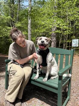 Robyn -  Cattle Dog Dog for Adoption in New Boston, New Hampshire - Robyn | PetCurious