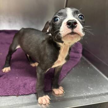 Boston Terrier Dogs Available for Adoption in Hinesville, Georgia - Pippy Pat | PetCurious