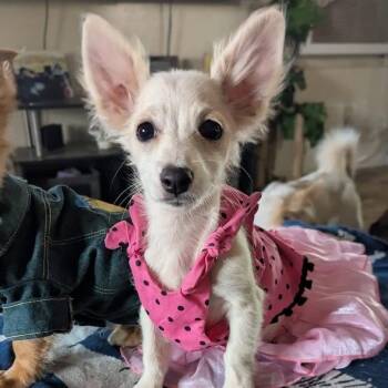 Cher -  Mixed Breed Dog for Adoption in Redwood Valley, California - Cher | PetCurious