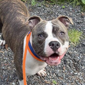 DIOR -  Staffordshire Bull Terrier Dog for Adoption in Kent, Washington - DIOR | PetCurious