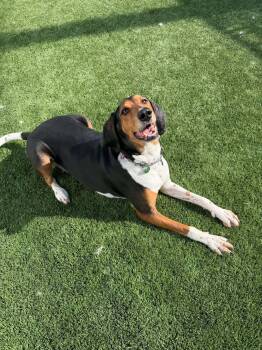 Roxy -  Coonhound Dog for Adoption in Delson, Quebec - Roxy | PetCurious