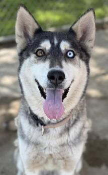 Siberian Husky Dogs Available for Adoption in Woodland, Washington - Ellie | PetCurious