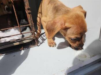 Rescue Staffordshire Bull Terrier and Mixed Breed Dogs for Adoption in Houston, Texas - A643742 | PetCurious