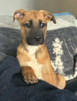 Mixed Breed Dogs Available for Adoption - Tylie | PetCurious