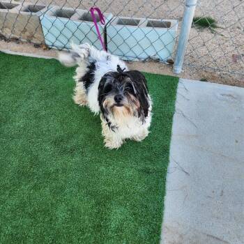 Shih Tzu Dogs Available for Adoption - Mazie | PetCurious