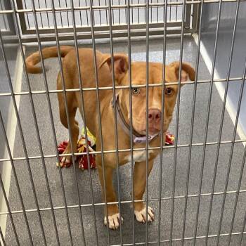 Honey -  Terrier Dog for Adoption in Montgomery, Alabama - Honey | PetCurious