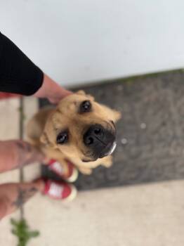 Rescue Boxer and Mixed Breed Dogs for Adoption in Syracuse, Indiana - Skye | PetCurious