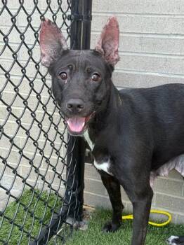 Rescue Mixed Breed Dogs for Adoption in Dallas, Texas - RUTH | PetCurious