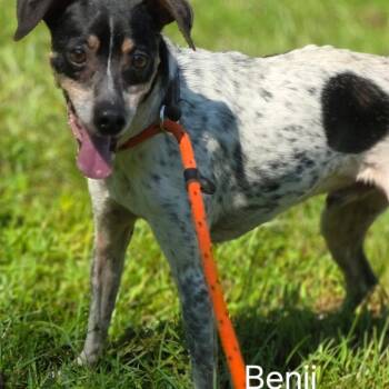 Jack Russell Terrier Dogs Available for Adoption in Wiggins, Mississippi - Benji | PetCurious